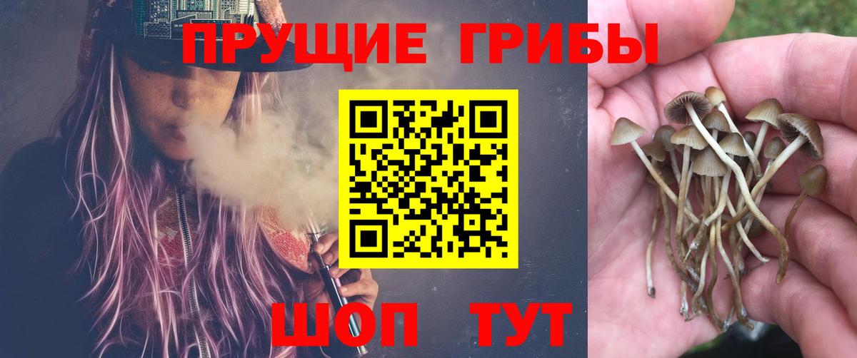 Ликино-Дулёво  Галлюциногенные грибы Magic Shrooms  Вход с VPN  как найти   Псилоцибиновые грибы Psilocybe 